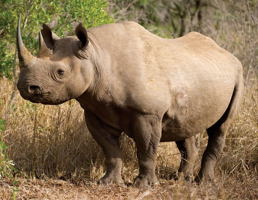 Journée mondiale du Rhinocéros : la RDC face au défi de la protection de ses espèces en danger


