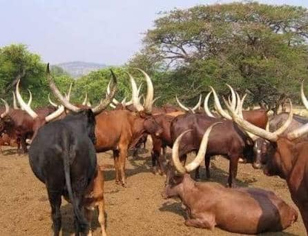 Drame à Mobayi-Mbongo : le gouvernement du Nord-Ubangi sous pression pour mettre fin aux conflits agropastoraux