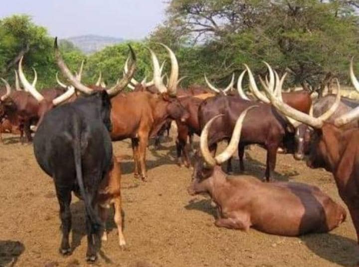 Nord-Ubangi : la présence persistante des éleveurs Mbororo à Kota-Koli et Satema inquiète la société civile