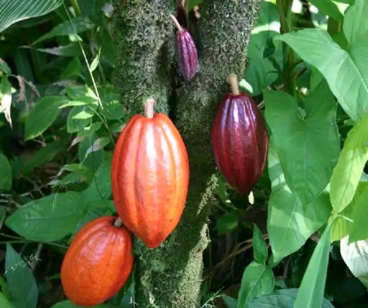 Beni : une femme gravement blessée dans une attaque survenue dans un champ de cacao à Ruwenzori